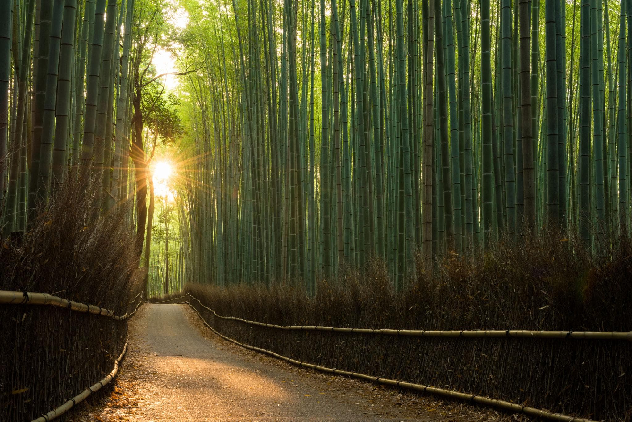 Kyoto Bamboo Grove Japan tour destination
