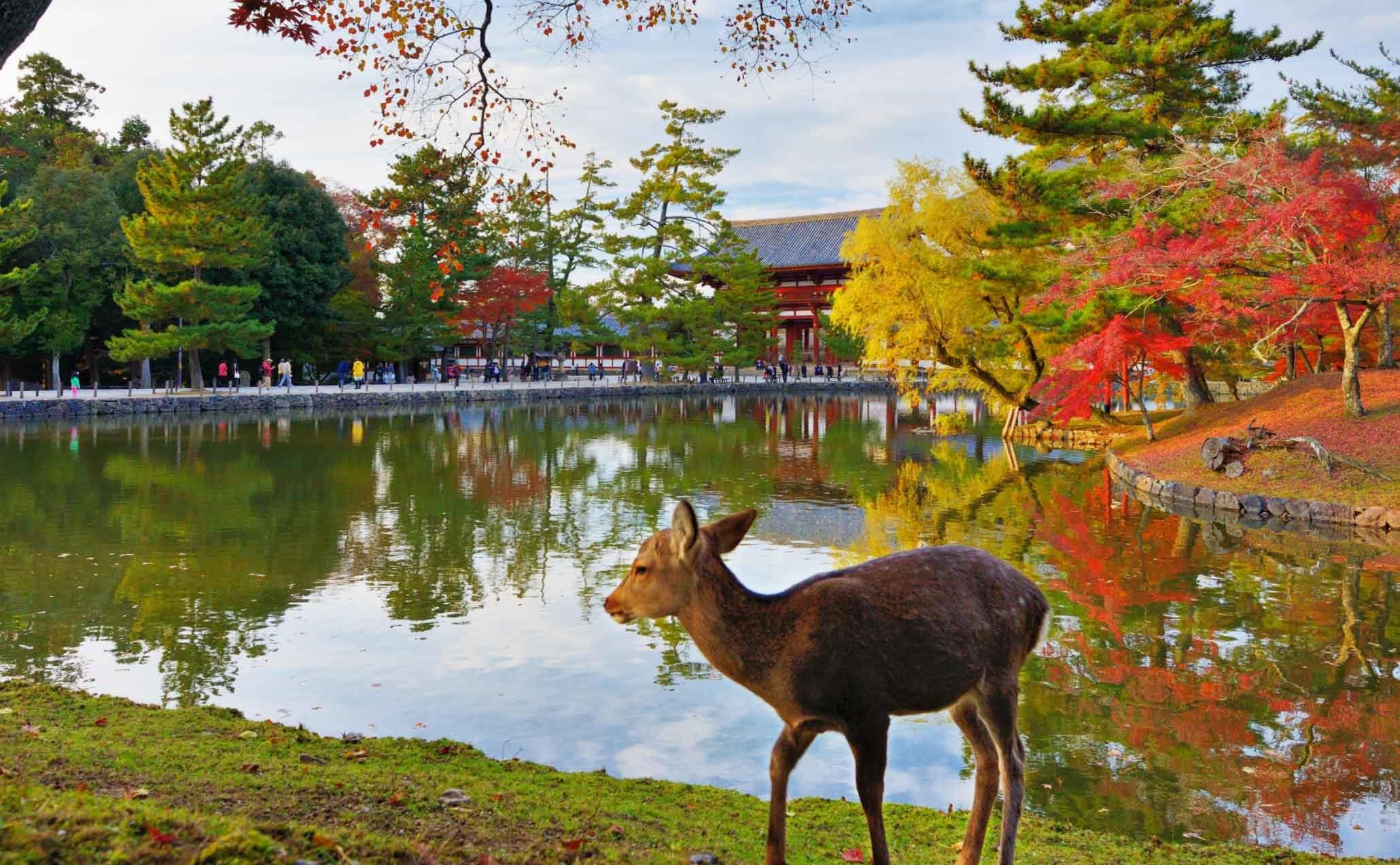 Nara Japan tour destination